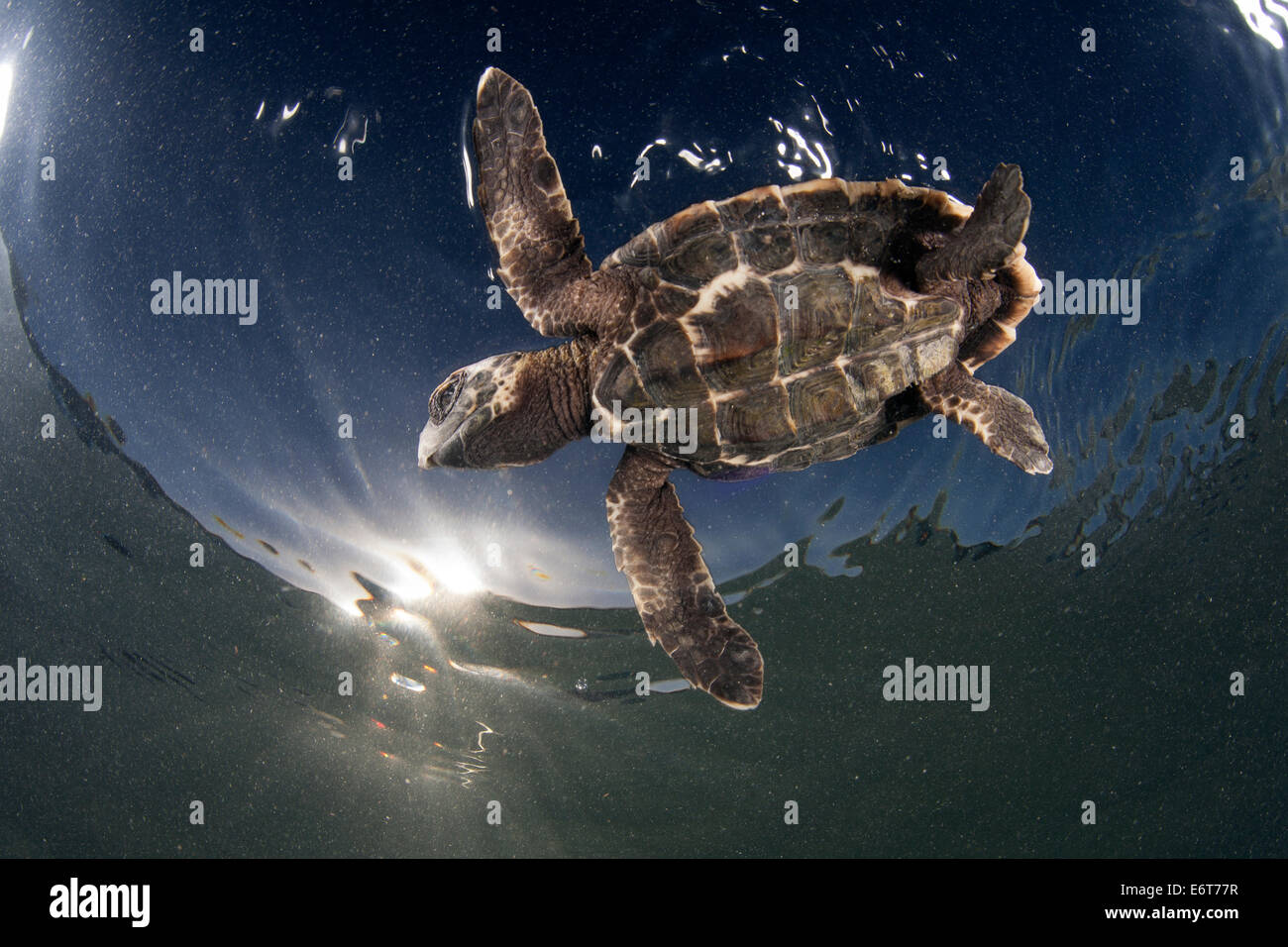 Juvenile Hawksbill Sea Turtle, Eretmochelys imbricata, Turneffe Atoll, Caribbean, Belize Stock Photo