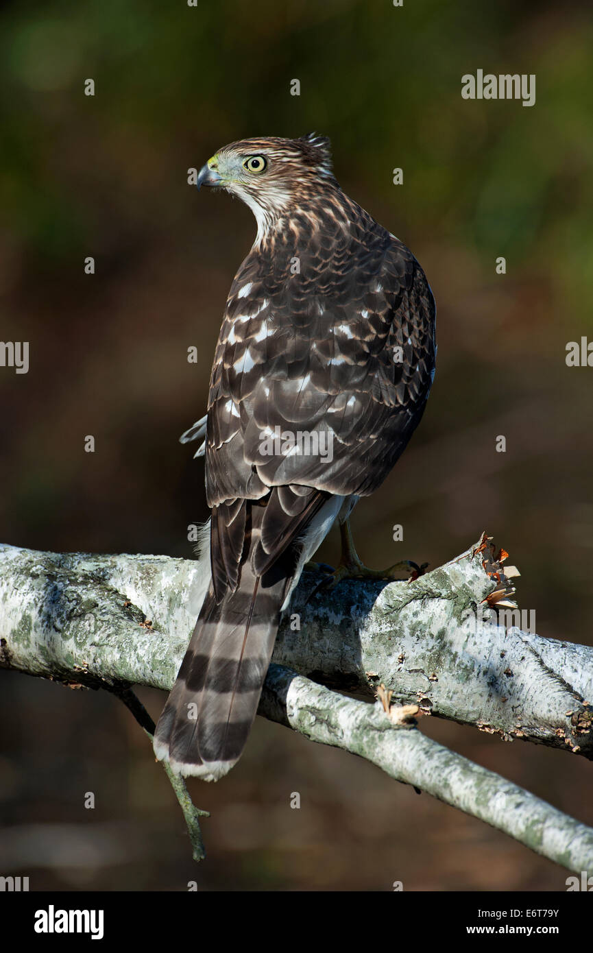 Juvenile Cooper's hawk Stock Photo - Alamy