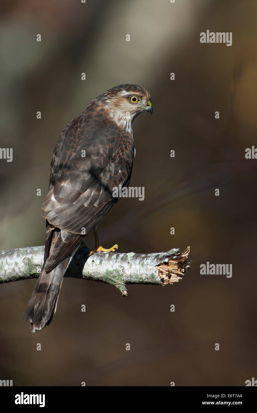 juvenile sharp-shinned hawk in woodland habitat Stock Photo - Alamy