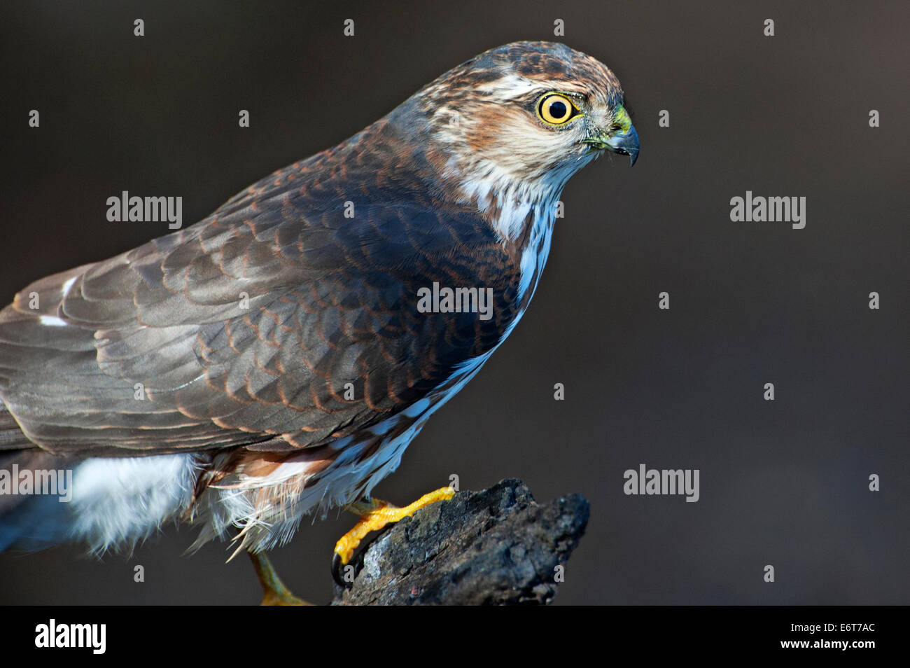Juvenile sharp-shinned hawk up close Stock Photo - Alamy