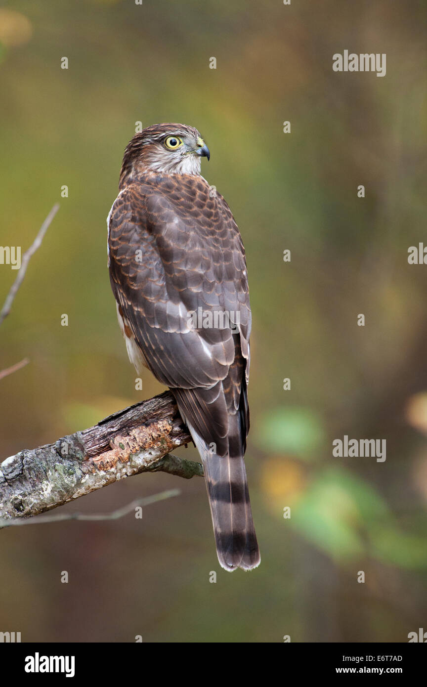 Juvenile sharp-shinned hawk Stock Photo - Alamy