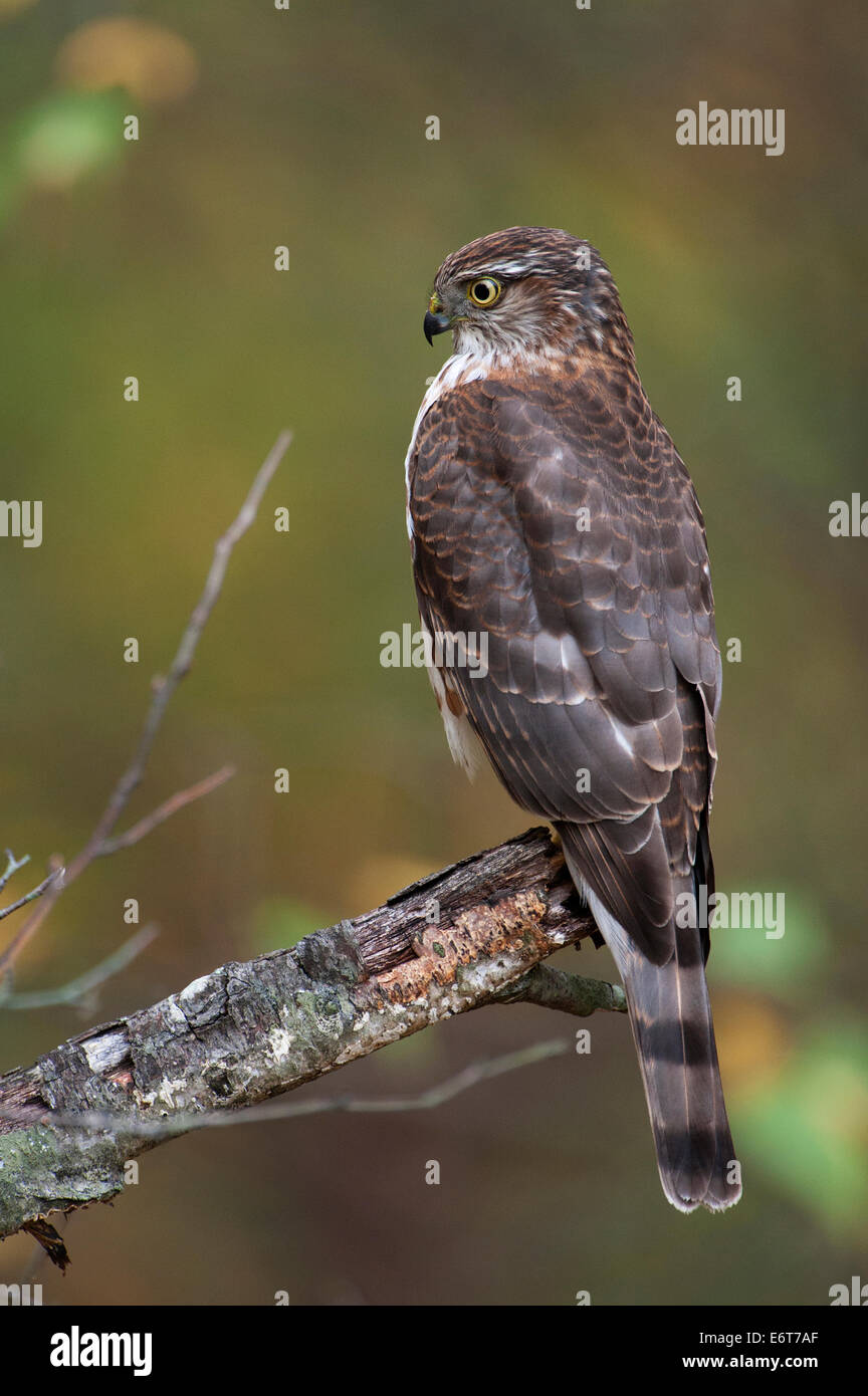 Juvenile sharp-shinned hawk portrait in autumn Stock Photo - Alamy