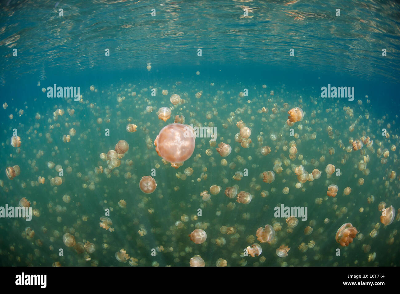 Mastigias Jellyfish in Jellyfish Lake, Mastigias papua etpisonii, Micronesia, Palau Stock Photo