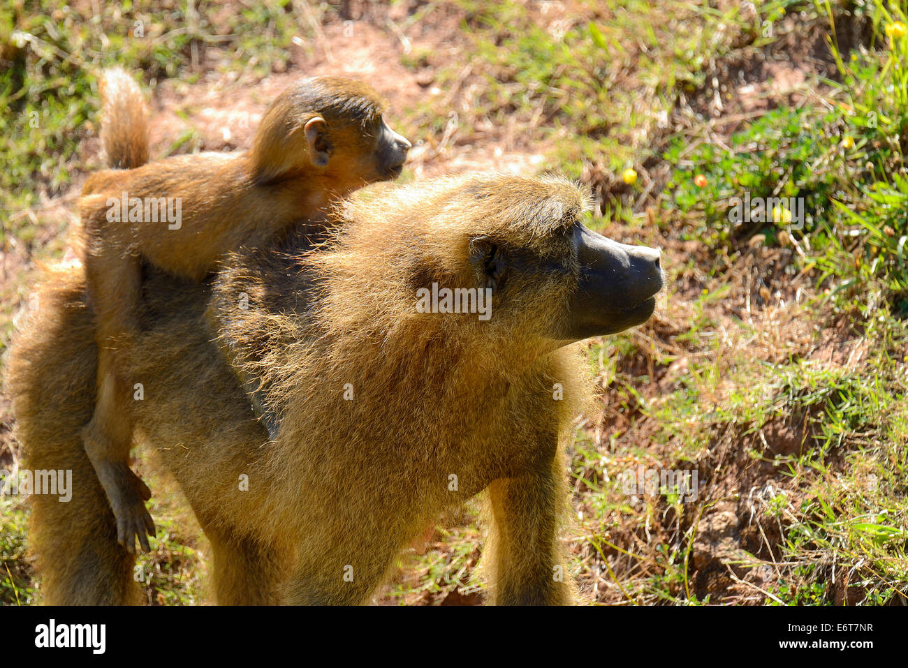 Baby Olive Baboon on Mom's Back (Papio Anubis) in the Natural Park of Cabarceno, Cantabria, Spain, Europe Stock Photo