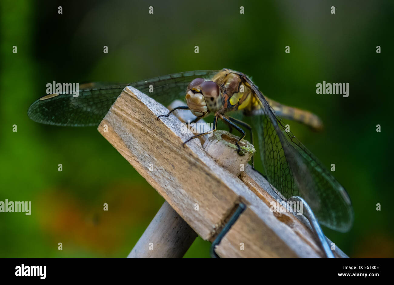 Dragonfly on clothespeg Stock Photo