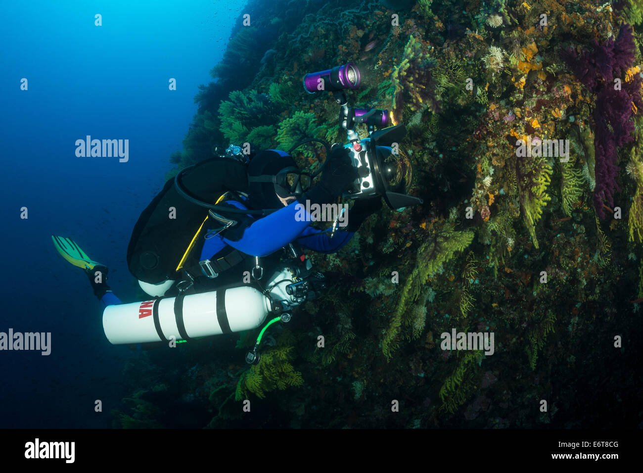 Photographer taken image of Variable Gorgonian, Paramuricea clavata, Susac Island, Adriatic Sea, Croatia Stock Photo