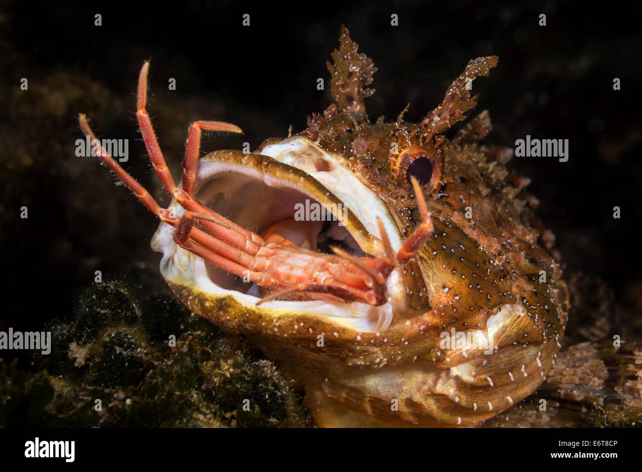 Brown Rockfish feeding on Crab, Scorpaena porcus, Vis Island, Adriatic