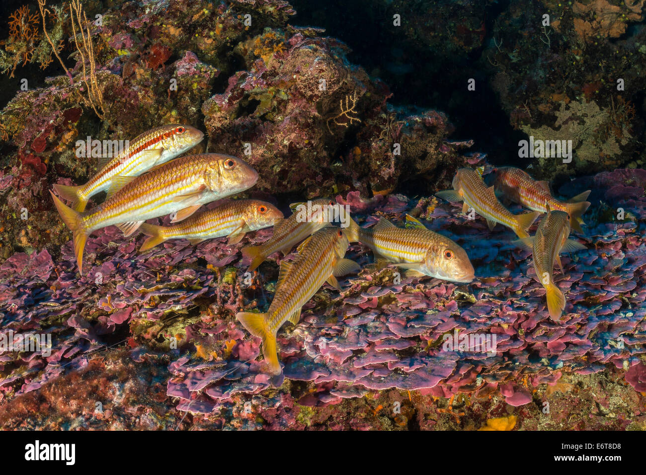 Group of Striped Mullet, Mullus surmuletus, Bisevo Island, Adriatic Sea, Croatia Stock Photo