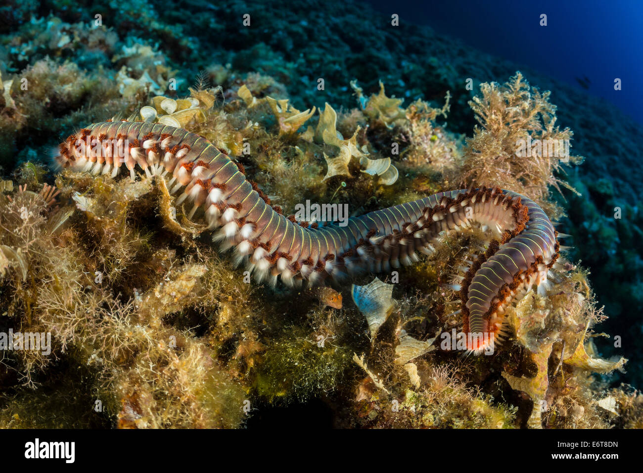 Fireworm, Hermodice carunculata, Vis Island, Adriatic Sea, Croatia Stock Photo