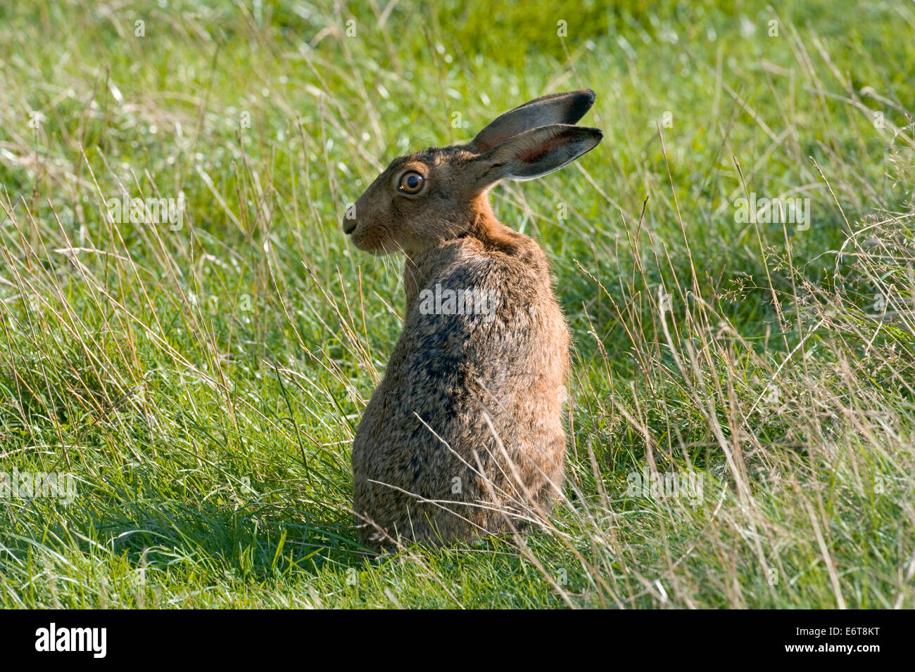 Brown Hare - Lepus europaeus Stock Photo