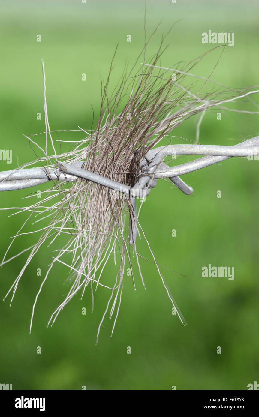 Deer Hair In Barbed Wire Stock Photo