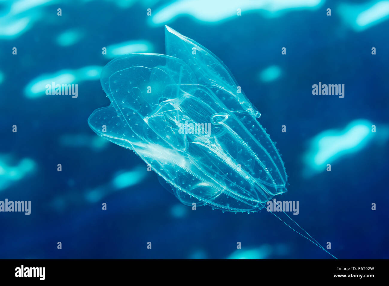 Comb Jellyfish, Ctenophora, Lastovo Island, Adriatic Sea, Croatia Stock