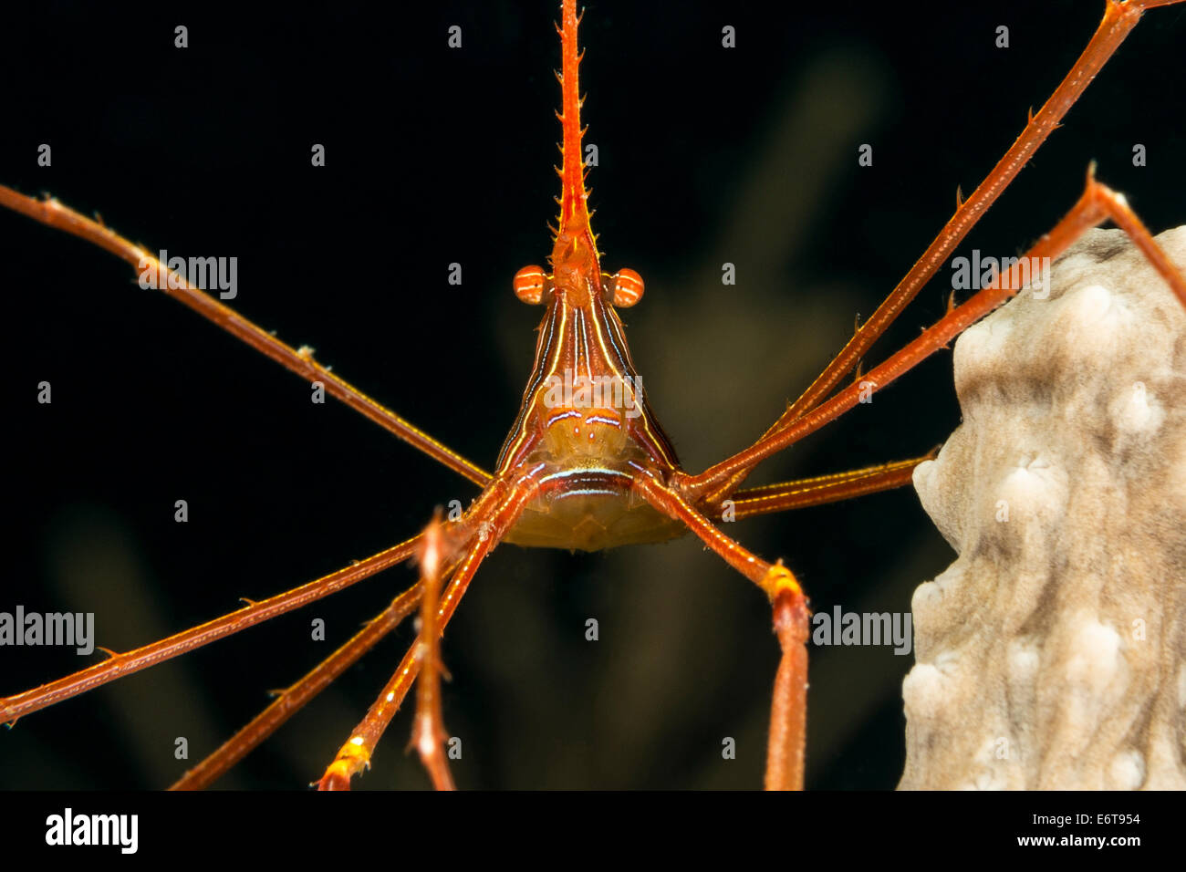 Yellowline Arrow Crab, Stenorhynchus seticornis, Palm Beach, Florida, USA Stock Photo