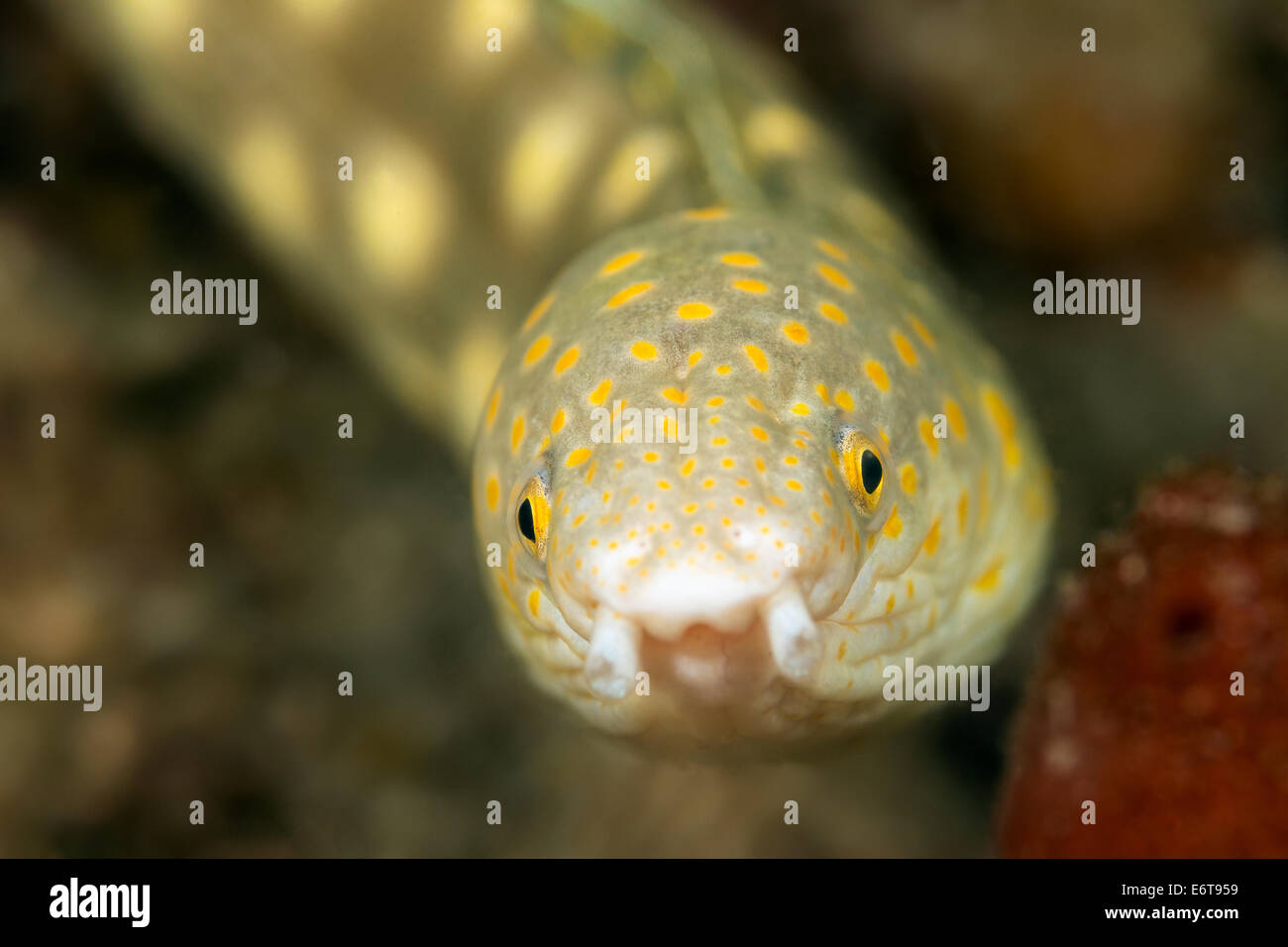 Sharptail Eel, Myrichthys breviceps, Palm Beach, Florida, USA Stock Photo