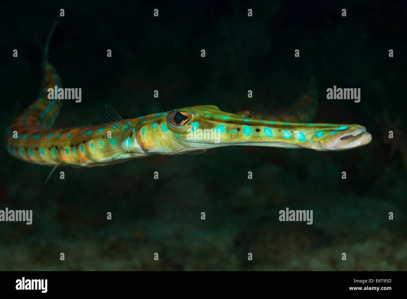 Bluespotted Fistularia tabacaria, Palm Beach, Florida, USA