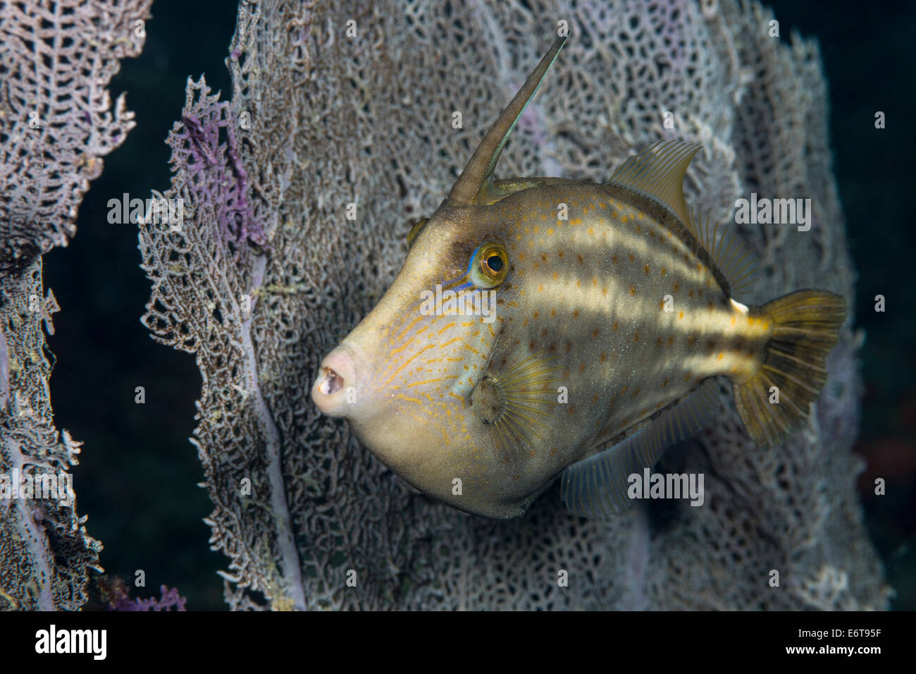 Orangespotted Filefish, Cantherhines pullus, Palm Beach, Florida, USA Stock Photo