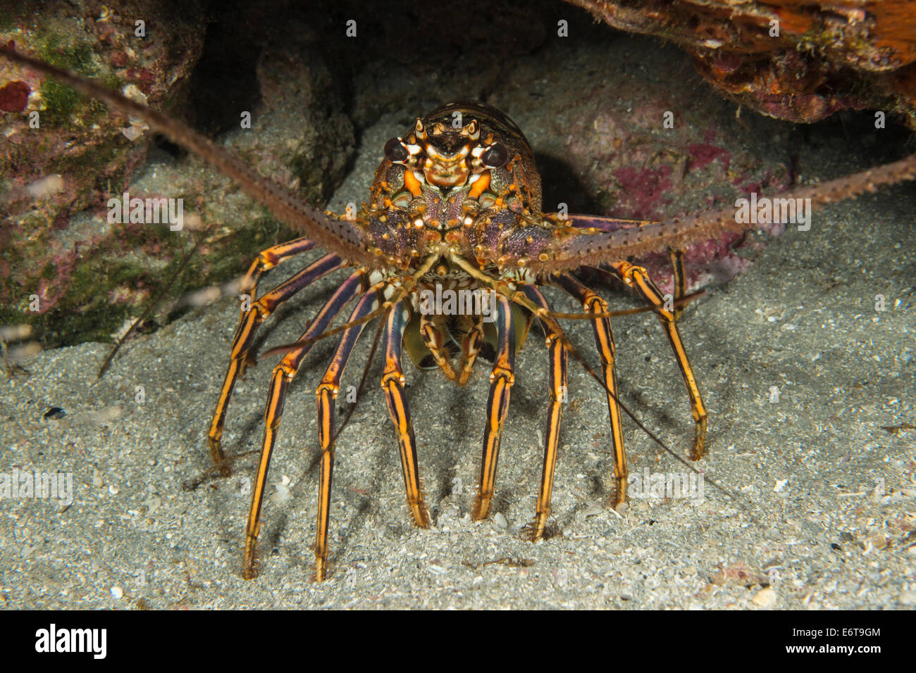 Caribbean Spiny Lobster, Panulirus argus, Palm Beach, Florida, USA Stock Photo