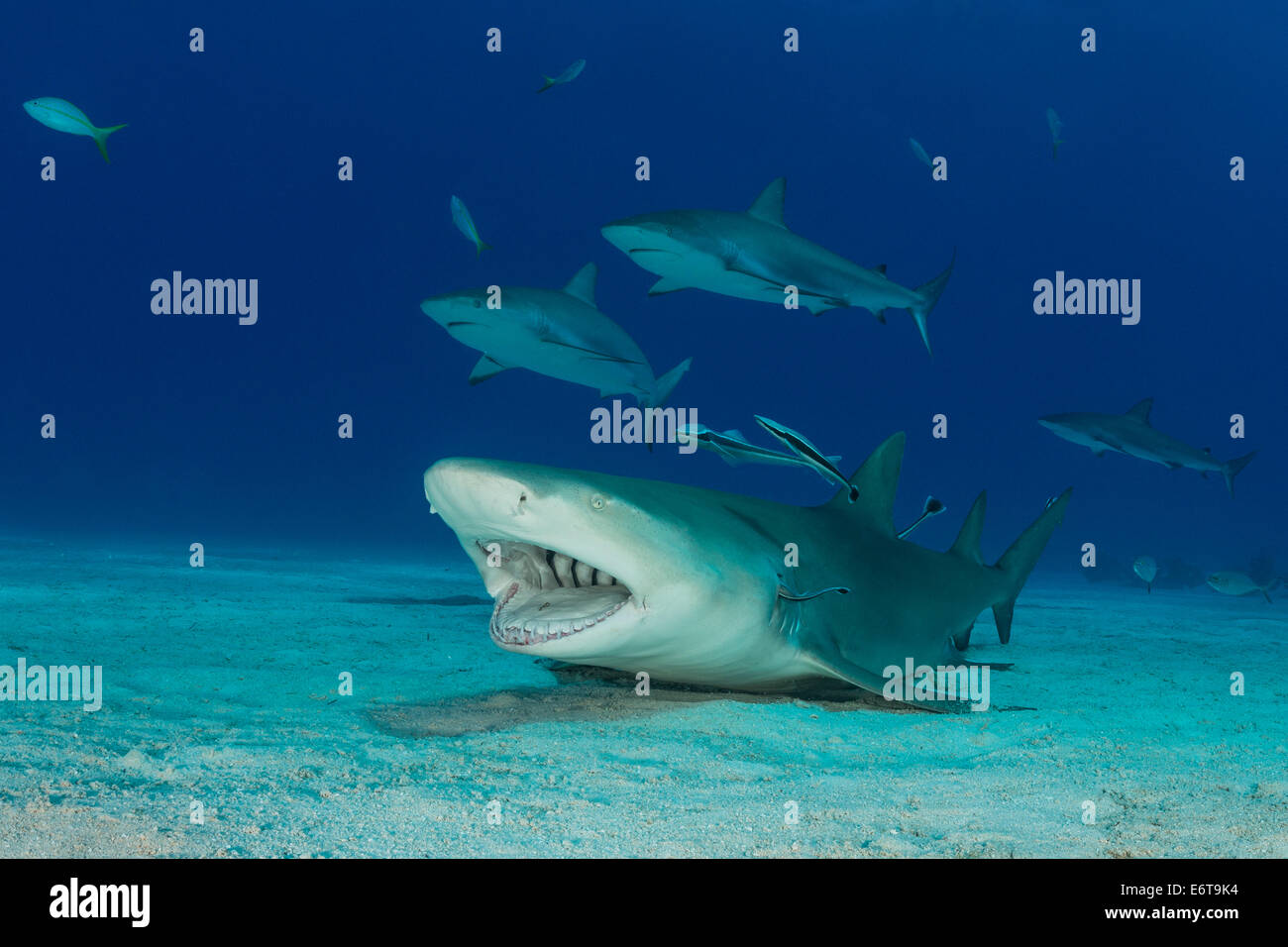 Cleaning shark hires stock photography and images Alamy