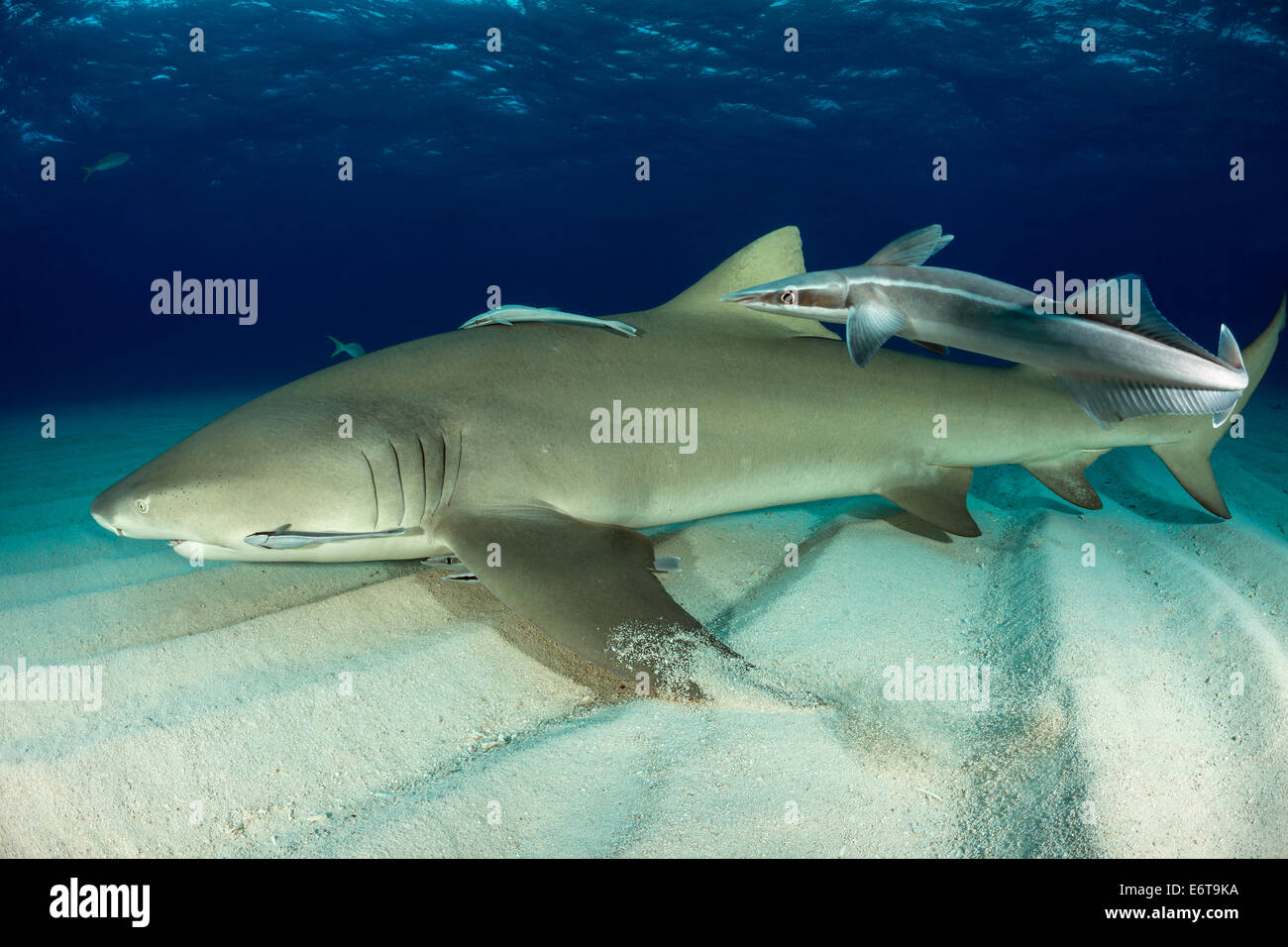 Lemon Shark and Remora, Negaprion brevirostris, Echeneis naucrates