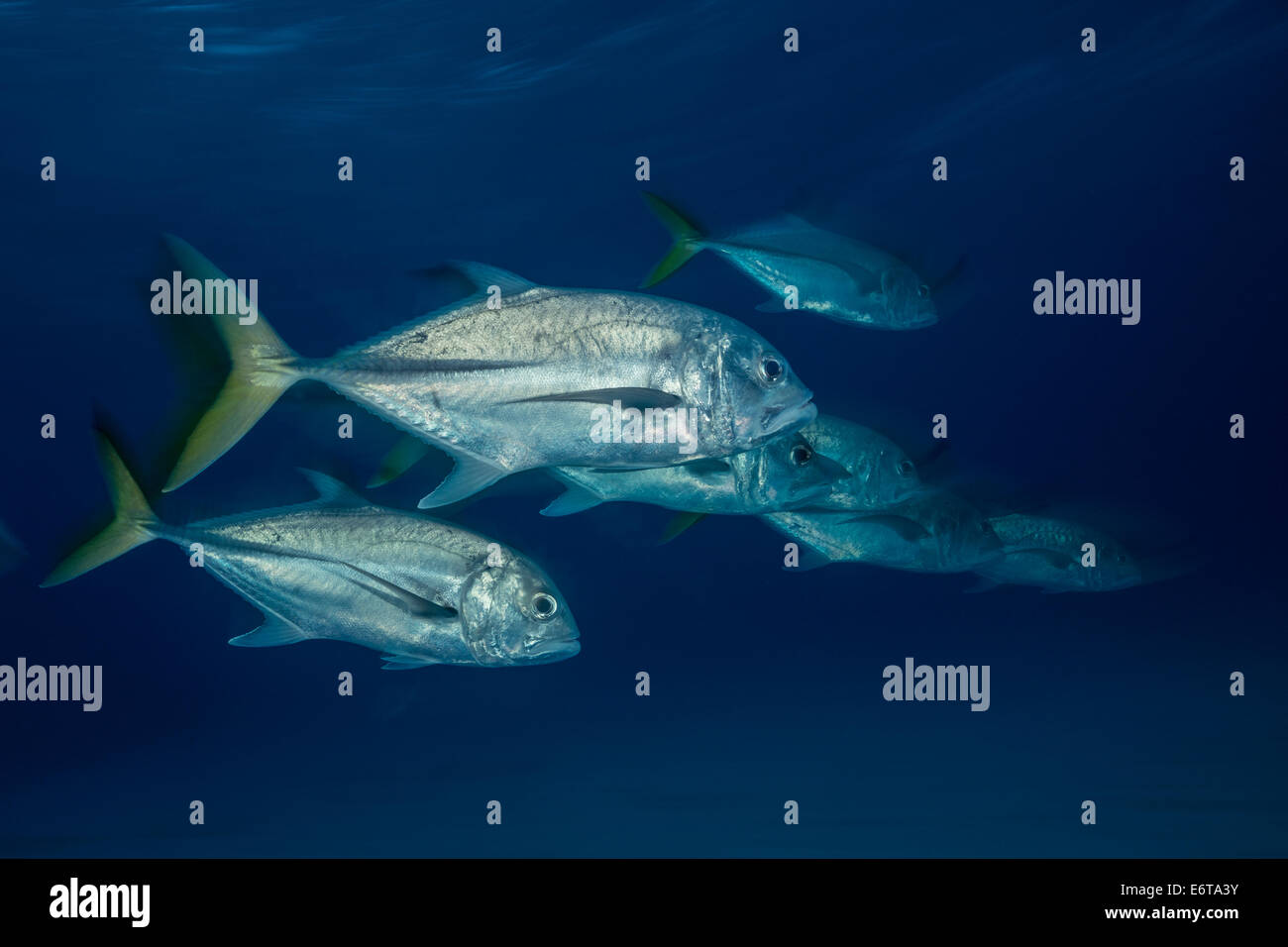 Horseeye Jacks, Caranx latus, Caribbean, Bahamas Stock Photo Alamy