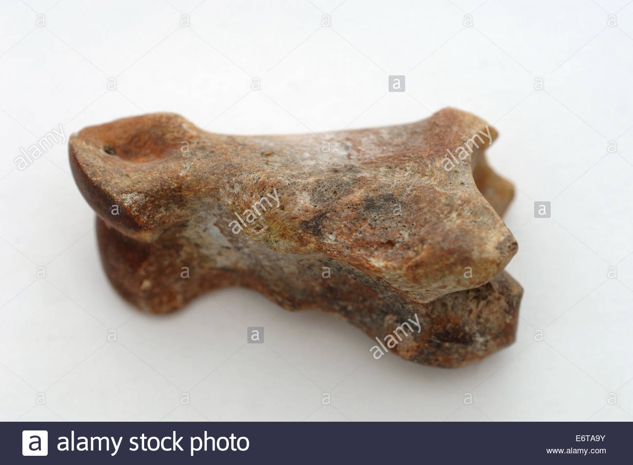 Fossilized Bone High Resolution Stock Photography and Images Alamy