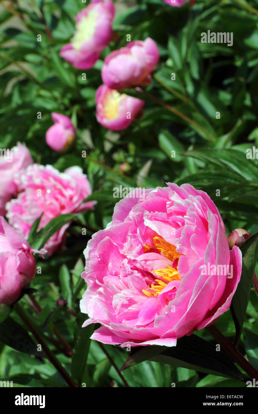 Pink Peony Stock Photo