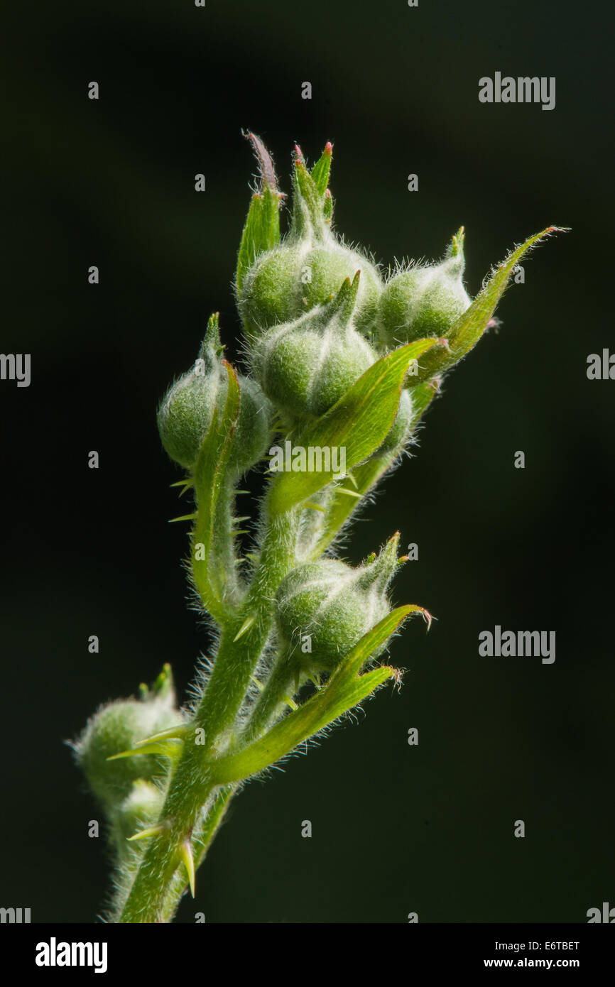 A Flower in bud before bursting into flower Stock Photo Alamy