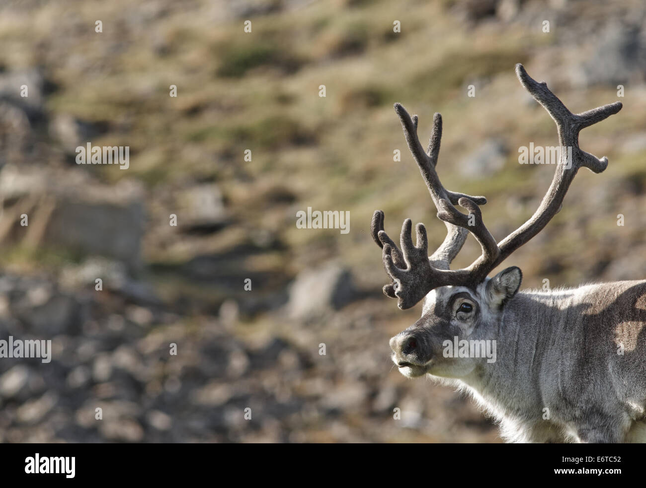 Svalbard reindeer, Longyearbyen Stock Photo
