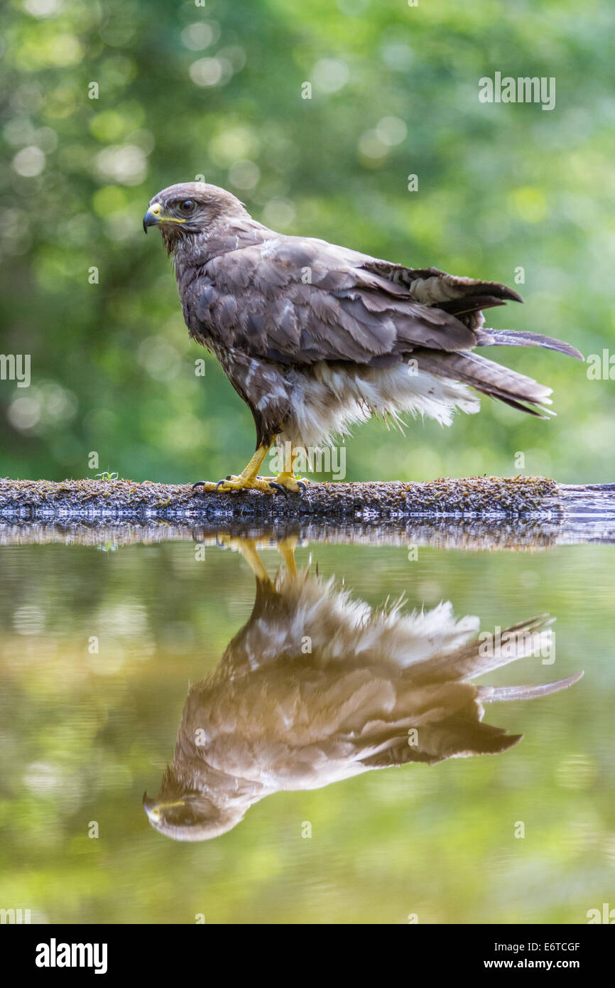 Common Buzzard (Buteo buteo) standing at the edge of a forest pool Stock Photo