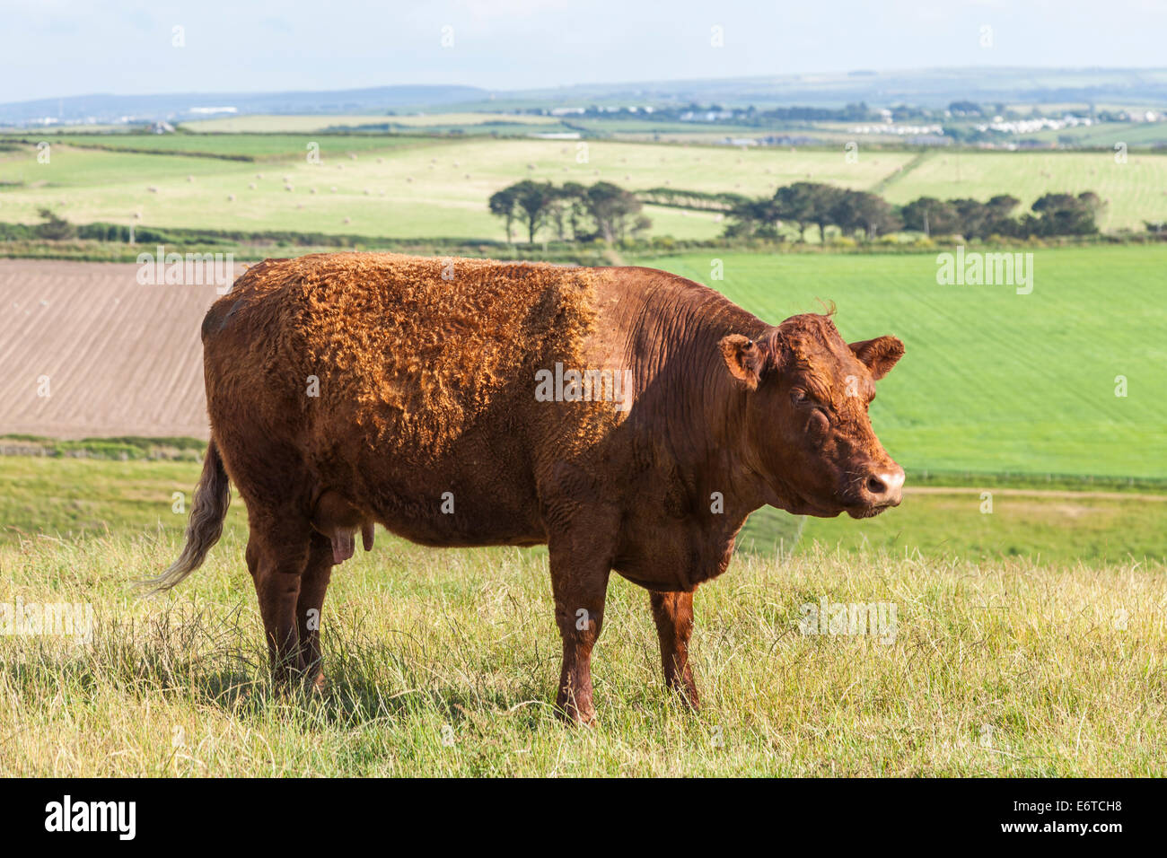 Cow - probably Ruby Red Devon - alone in a field Stock Photo