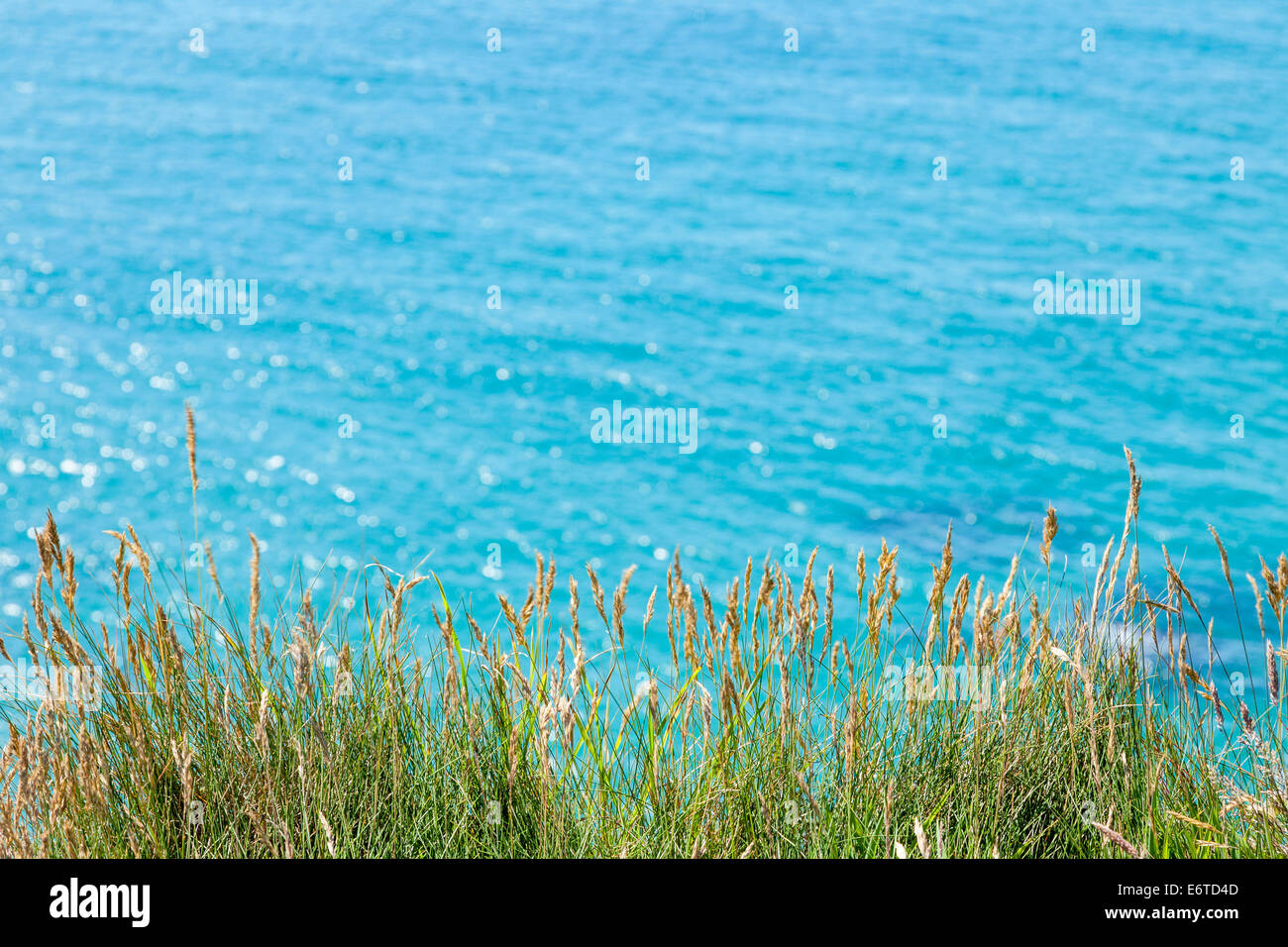 Sunlit summer cliff grasses with a de-focused Atlantic sea behind in Cornwall, UK Stock Photo