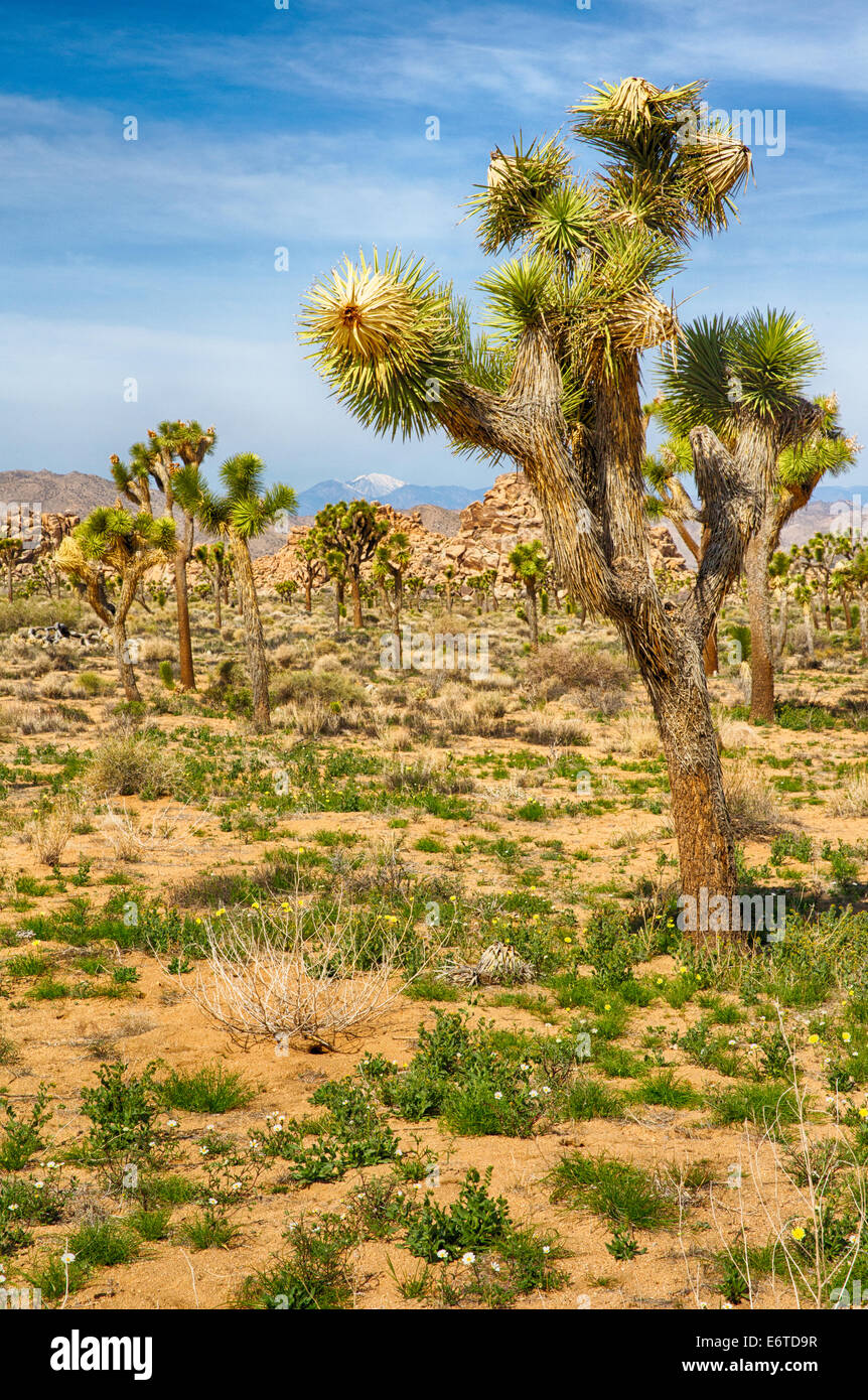 Boulders and Joshua Trees in Joshua Tree National Park, California