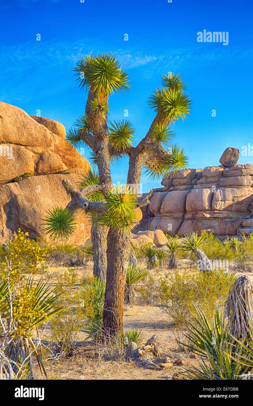 Boulders and Joshua Trees in Joshua Tree National Park, California