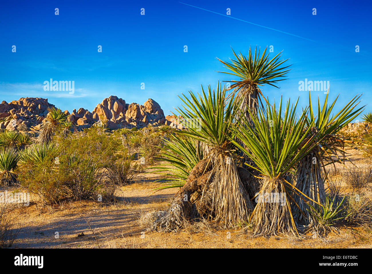 Landscape of boulders and yucca plants in Joshua Tree National Park, California Stock Photo