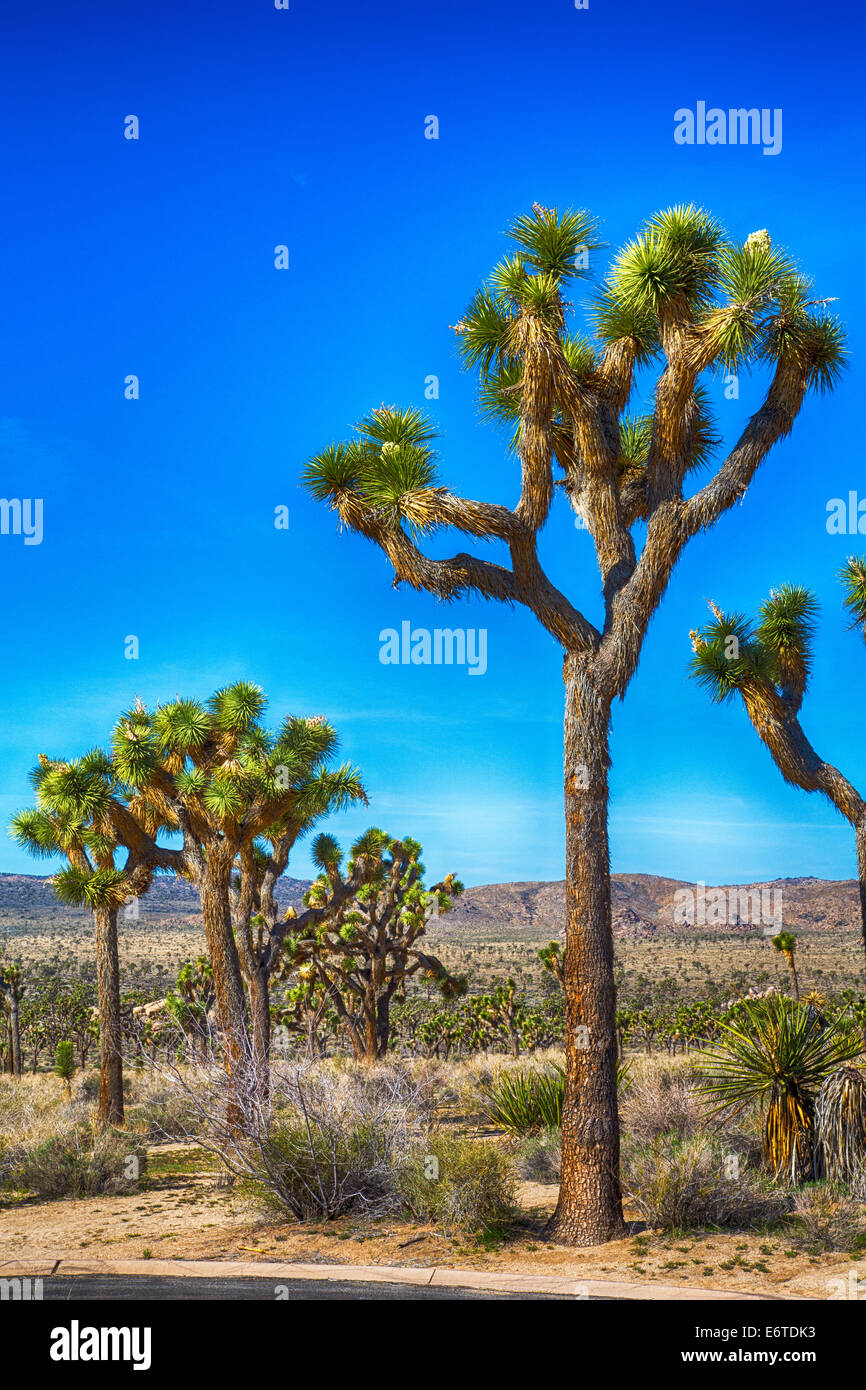 Boulders and Joshua Trees in Joshua Tree National Park, California