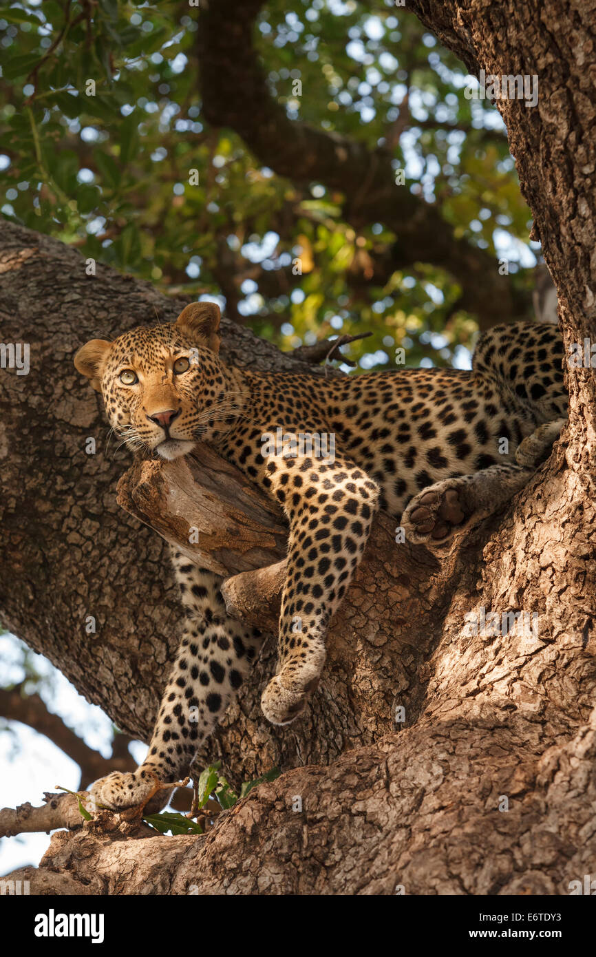 A leopard rests in a tree in the Kruger National Park, South Africa ...