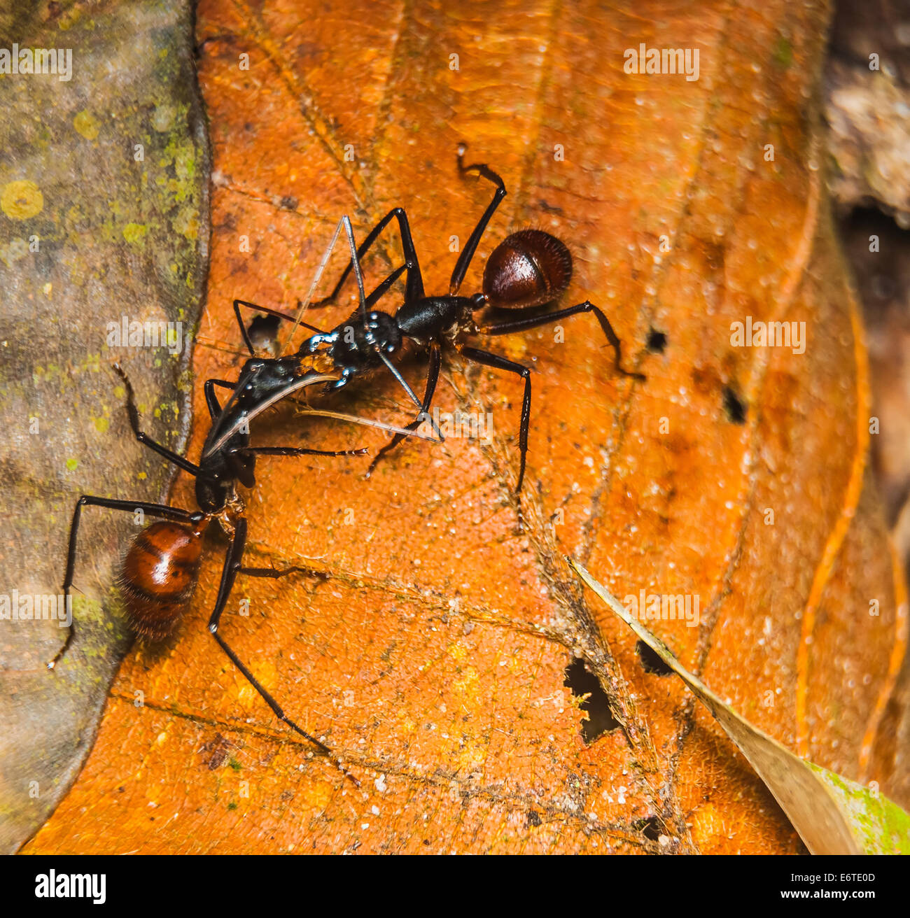 giant ant Stock Photo