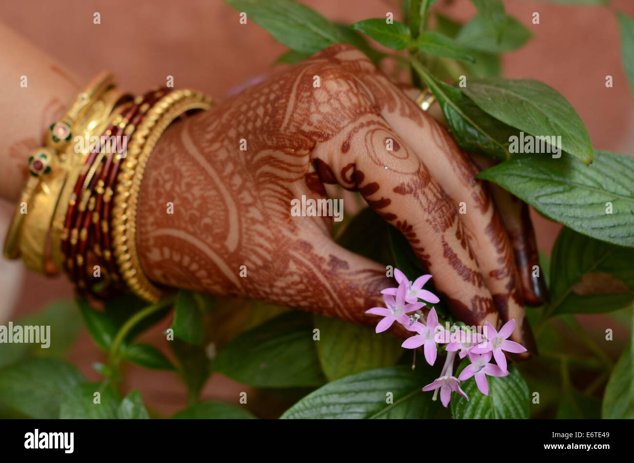 Flower picking by a beautiful mehndi tatoo hand with bangles Stock Photo