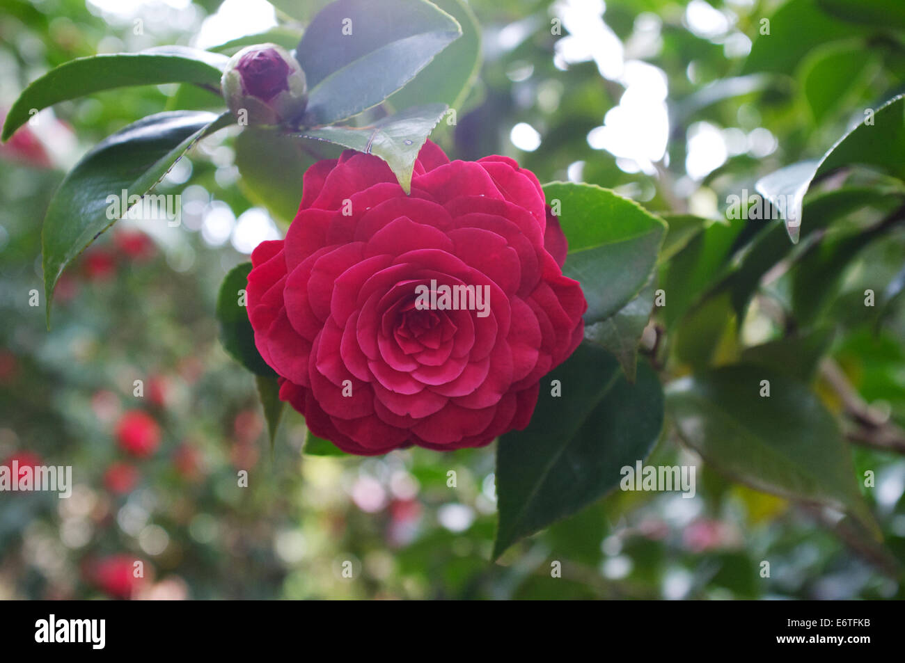 One of the many flowers at Araluen Botanical Park Stock Photo
