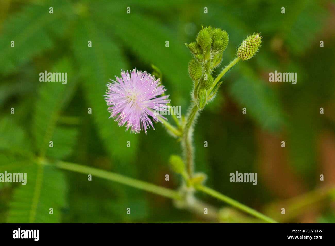 Sensitive plant flowers (Mimosa pudica) Stock Photo