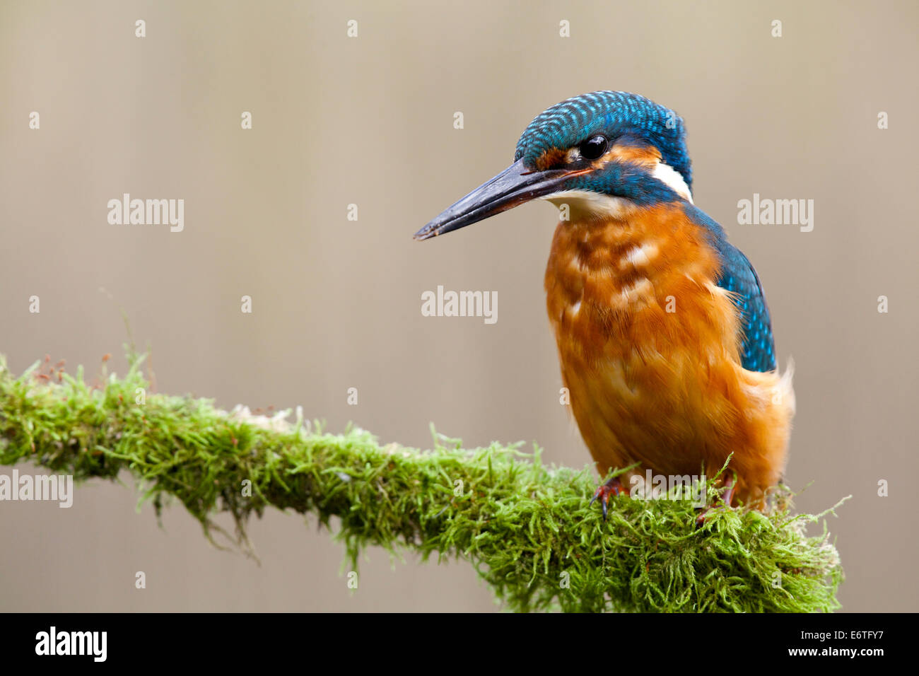 Kingfisher keeps a beady eye on the shallow stream while perched on the moss covered tree branch #2957 Stock Photo