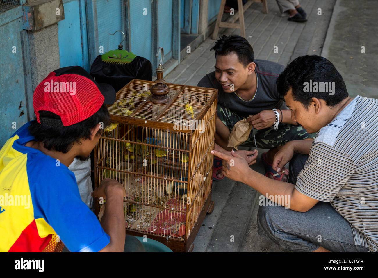 Yogyakarta, Java, Indonesia.  Young Men Inspecting Birds before Making a Purchase in the Bird Market. Stock Photo