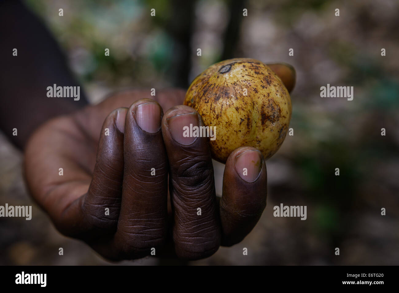 Nutmeg in Zanzibar.Tanzania Stock Photo Alamy