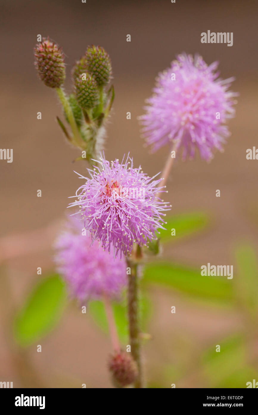 Sensitive plant flowers (Mimosa pudica) Stock Photo