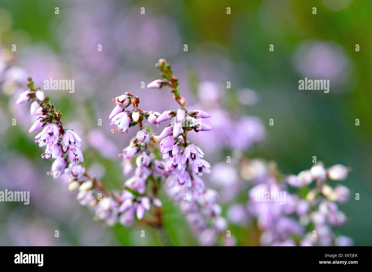 picture of flowering heathers autumn Stock Photo