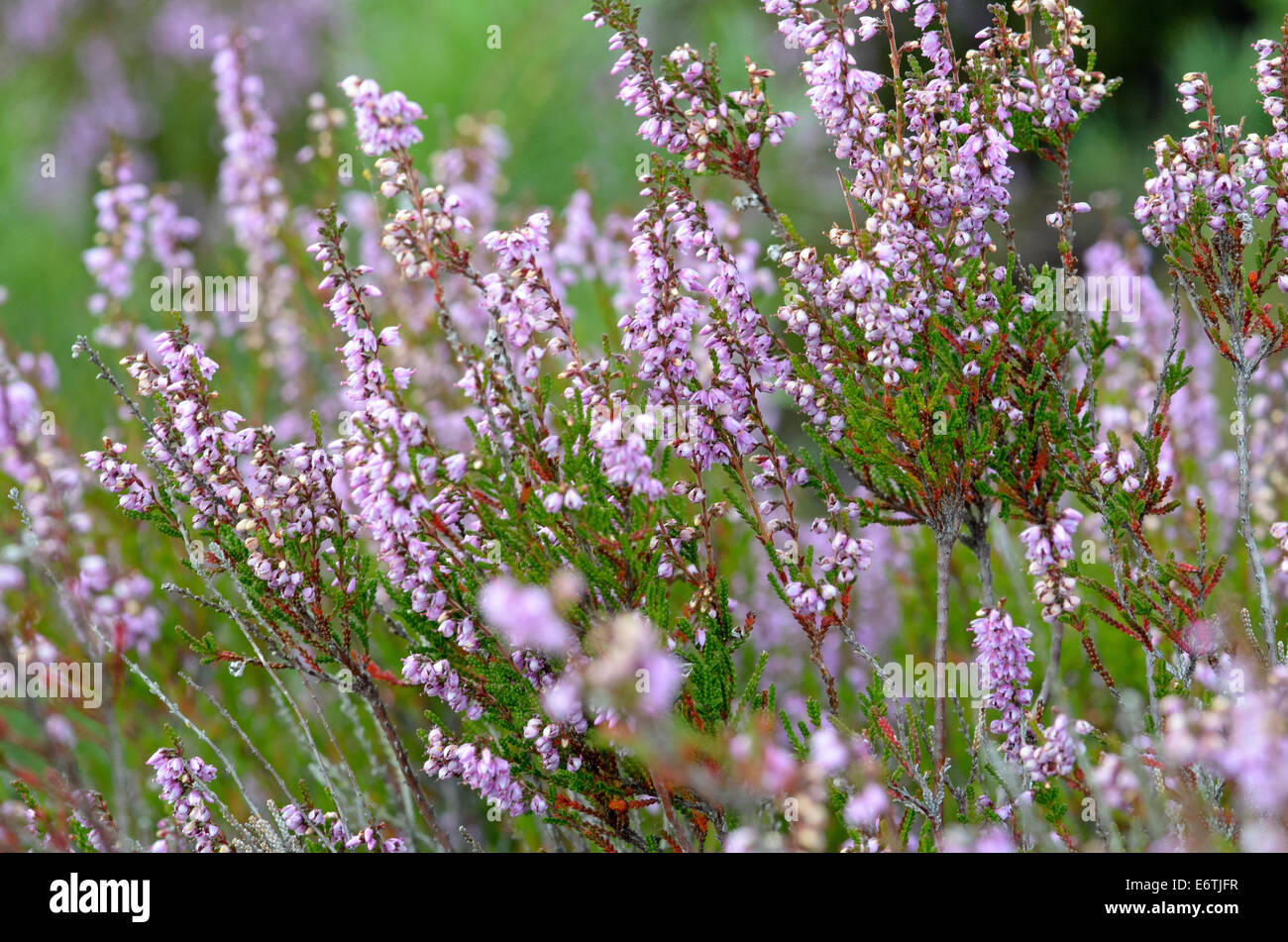 picture of flowering heathers autumn Stock Photo Alamy