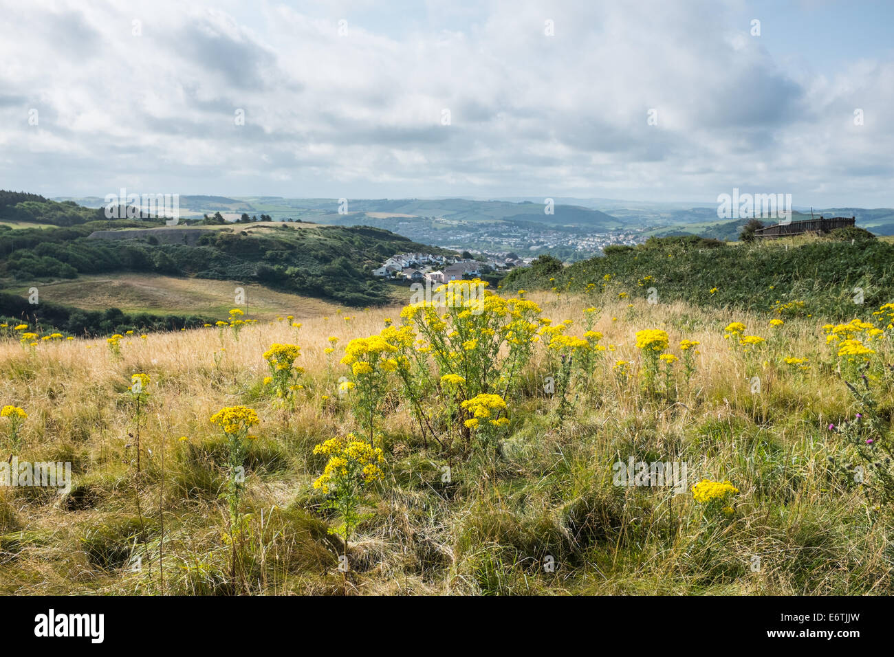 Ragwort and horses hi-res stock photography and images - Alamy