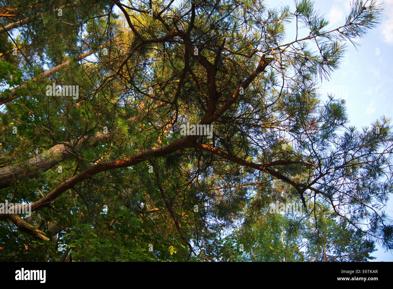 Green branches of a pine the blue sky Stock Photo - Alamy
