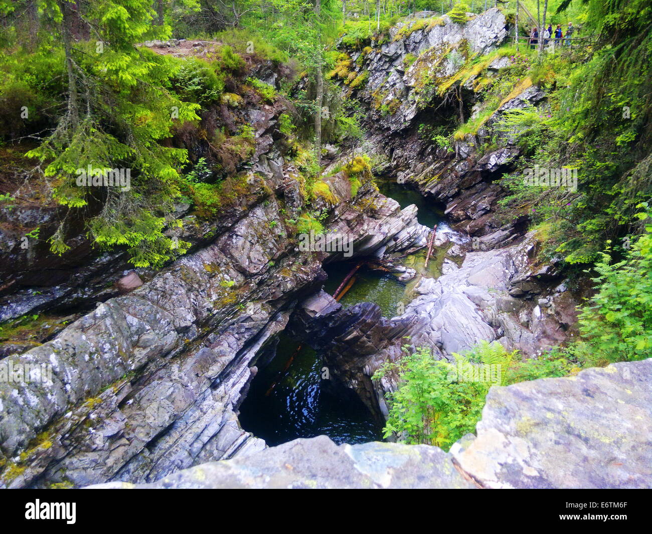 Stream forest in deep jungle hi-res stock photography and images - Alamy