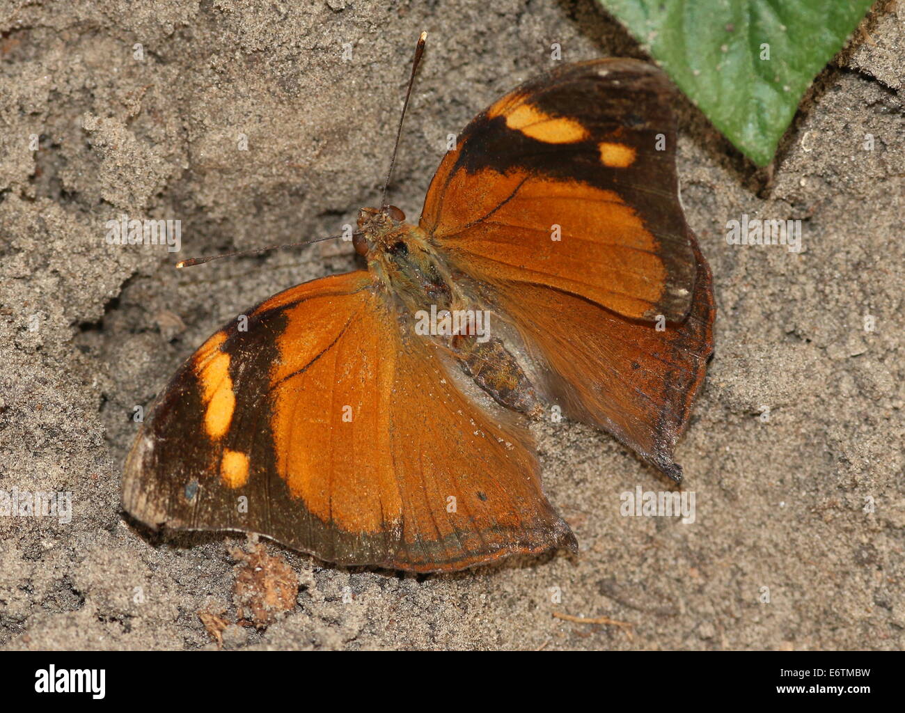 Asian Autumn Leaf a.k.a. (Australian) Leafwing butterfly (Doleschallia bisaltide), dorsal view Stock Photo